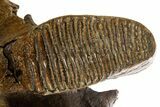 Adult Woolly Mammoth Upper Jaw - North Sea #337179-8